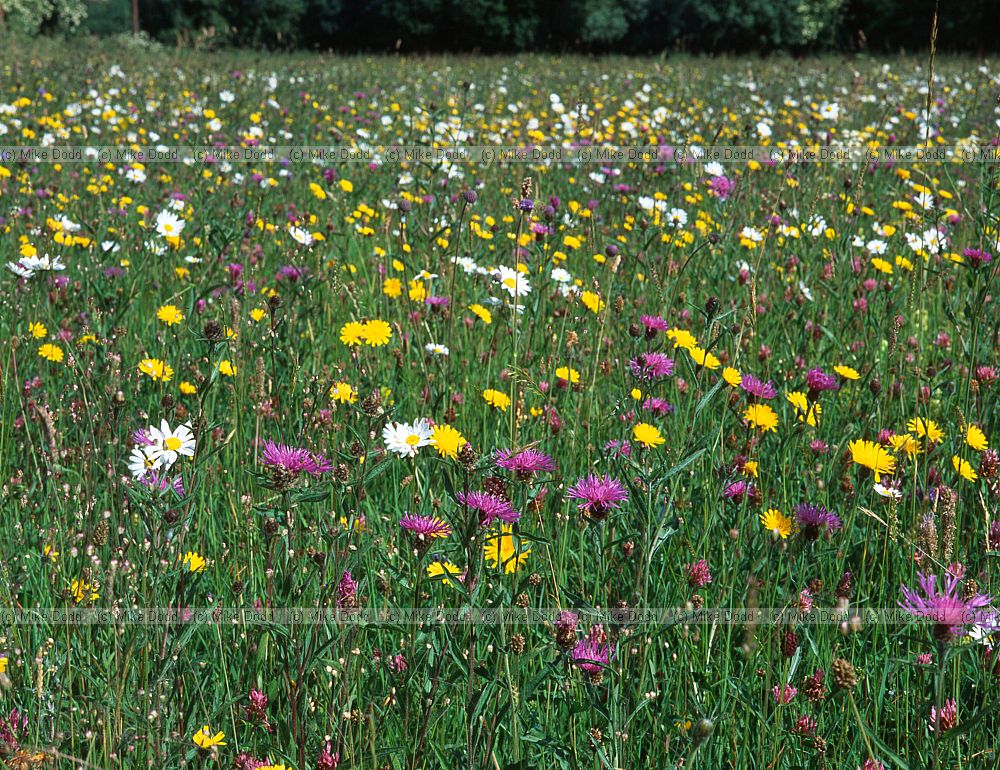Species rich meadow