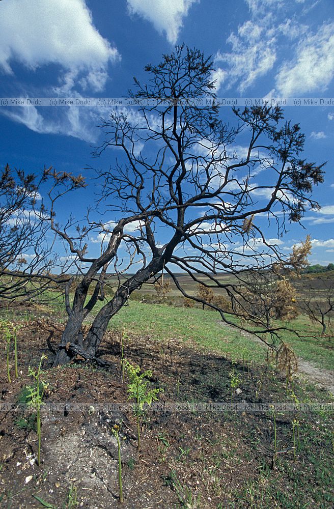 Burnt gorse (Ulex europaea) with regenerating seedlings and bracken