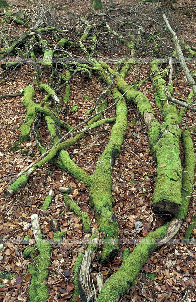Moss on cut branches of beech on forest floor