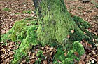 Moss on beech tree base