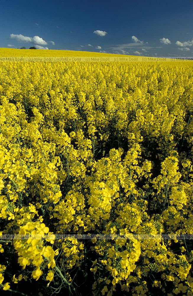 Oilseed rape in full flower with blue sky