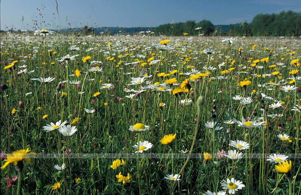 Species rich meadow