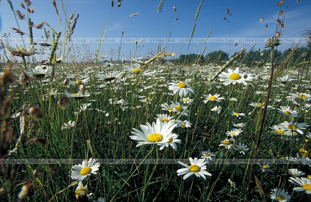 Species rich meadow
