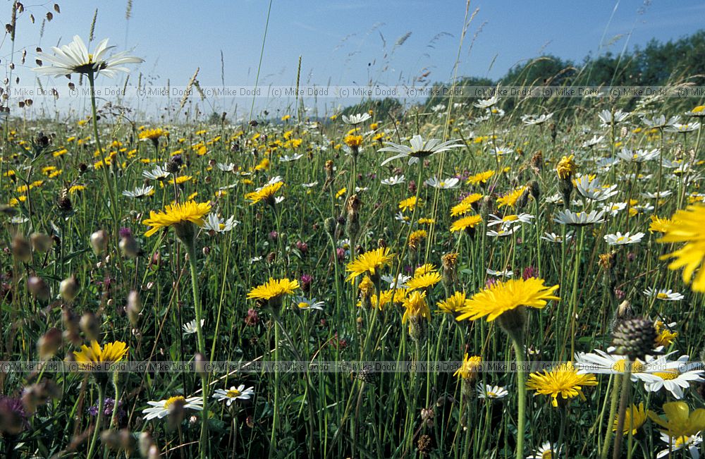 Species rich meadow