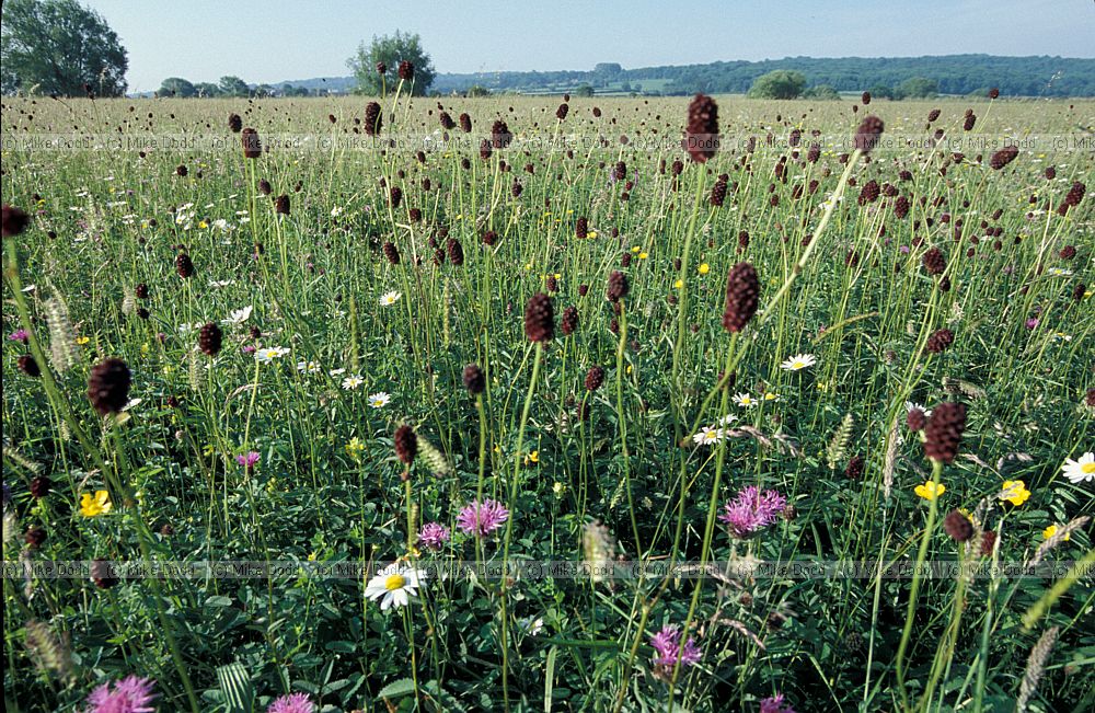 Species rich meadow