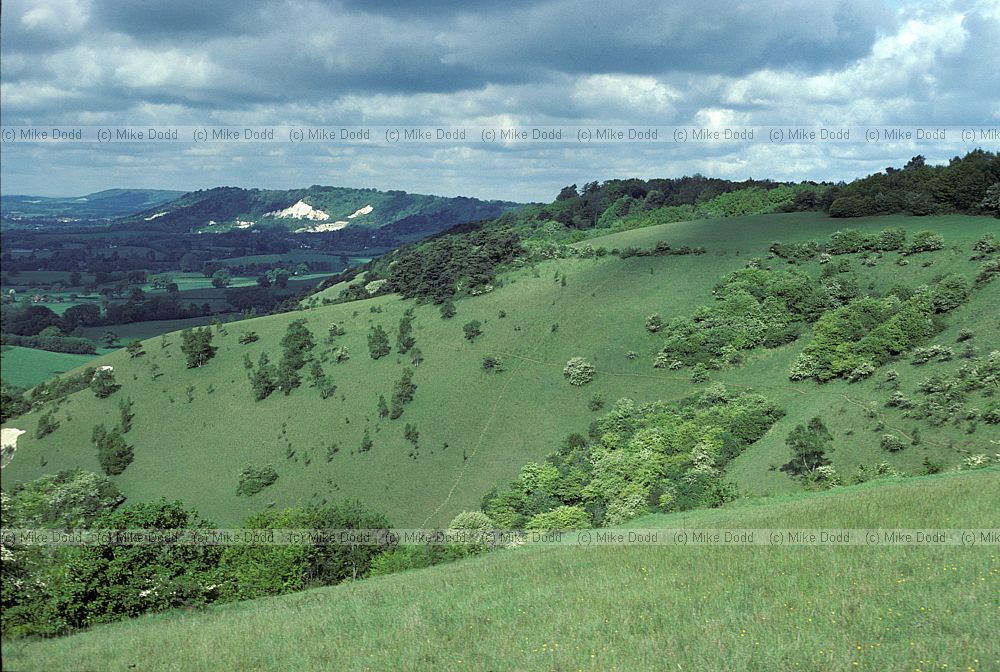 Colley hill chalk grassland 1984, Reigate, Surrey