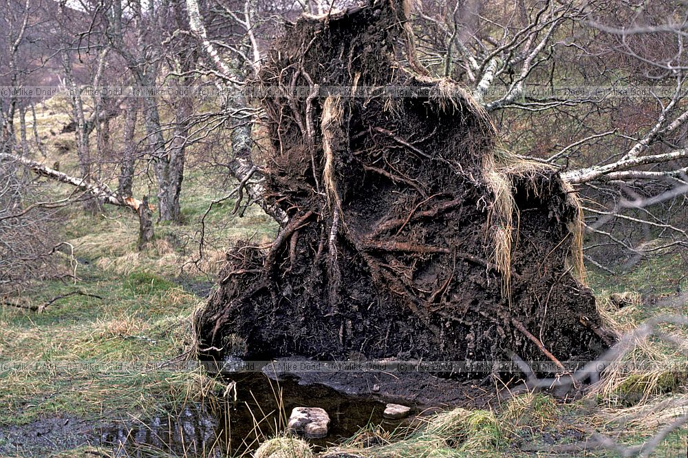 Root plate on shallow rooted birch Betula on waterlogged soil