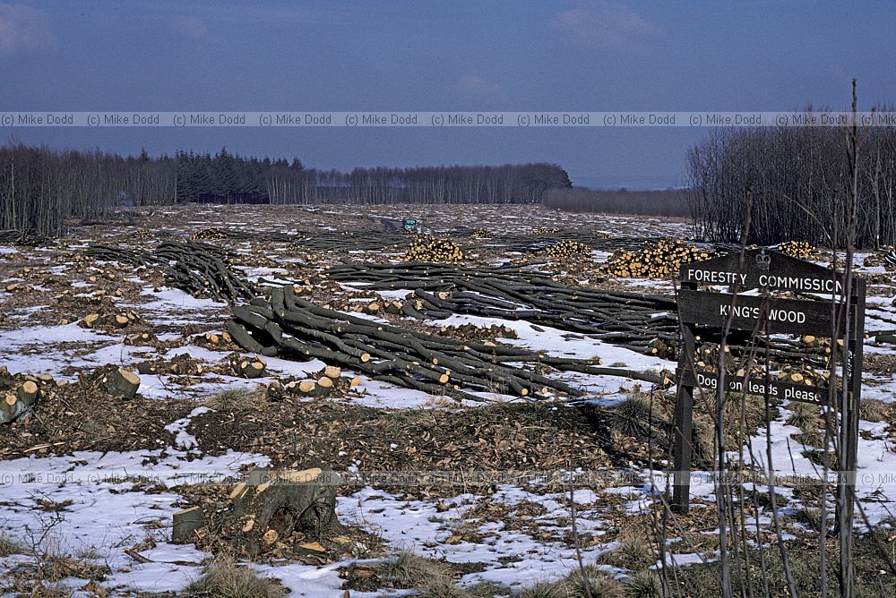 Newly coppaced sweet chestnut (Castanea sativa) at kings wood near Challock Kent with snow