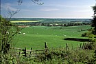 Farmland with sheep and grass near Wye, Kent