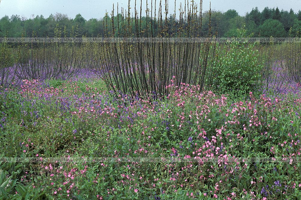 Sweet chestnut coppace (Castanea sativa) with bluebells (Hyacinthoides non-scriptus) and red campion (Silene dioica).