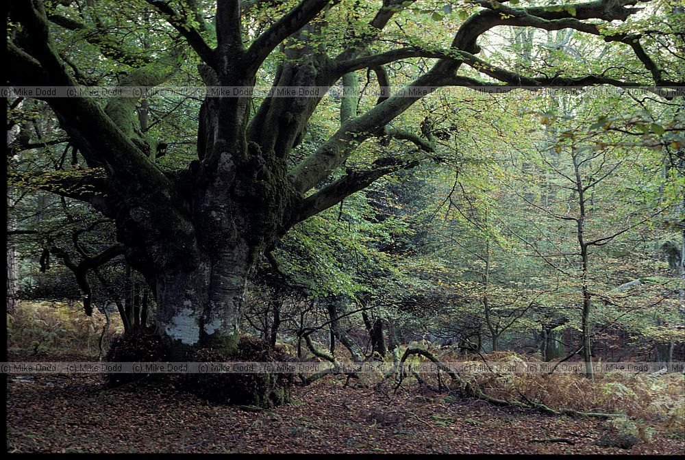 Ancient pollarded beech, New Forest