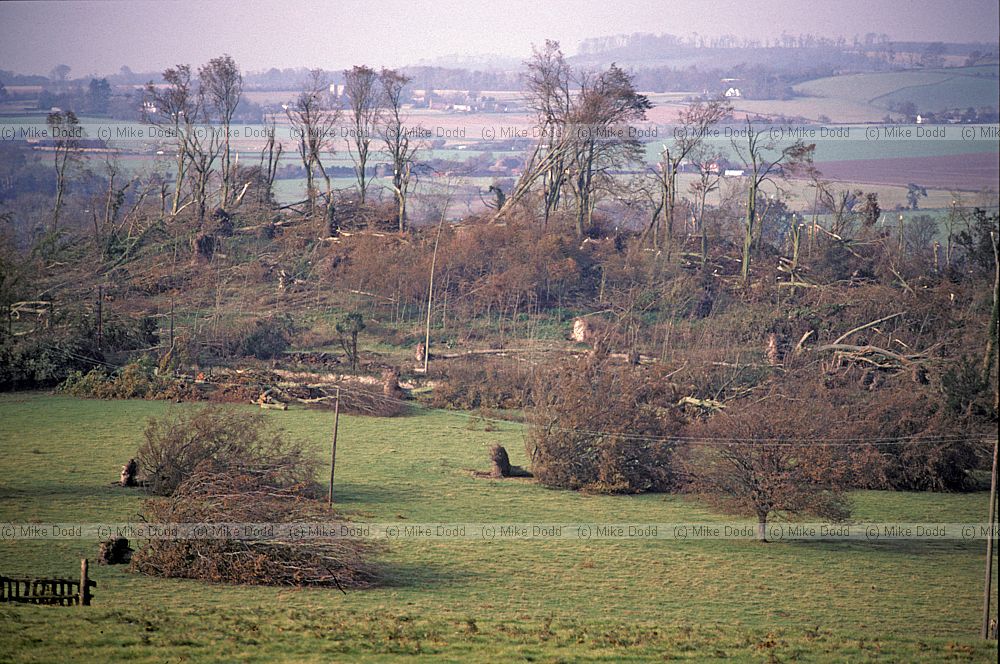 Storm damage to mature trees after hurricane of 1987 Olanteigh Wye Kent
