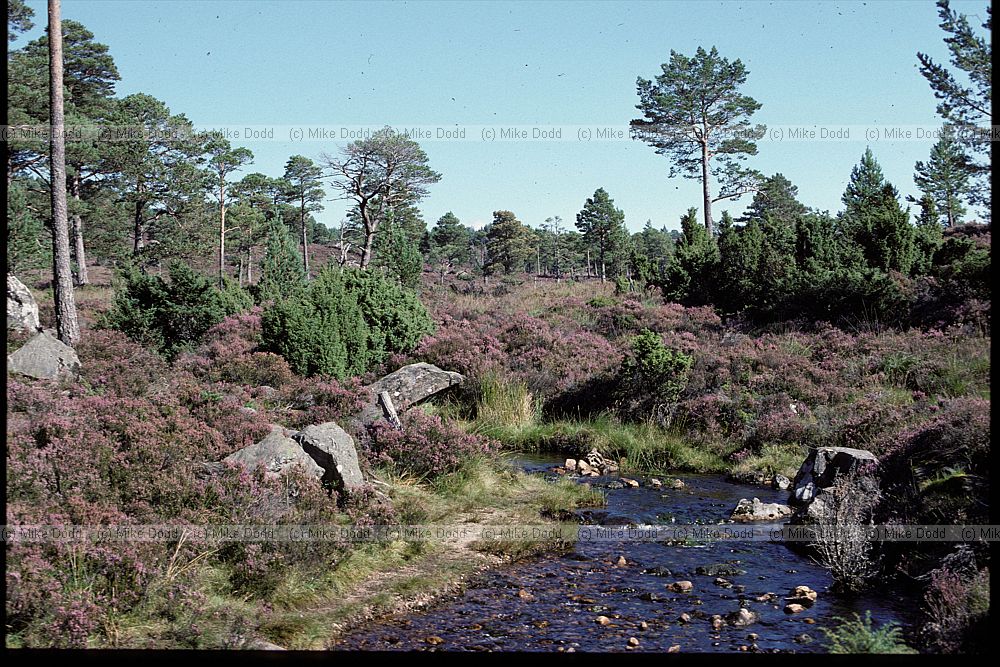 Caldeonian pine forest and stream, Rothiemurchas, Scotland