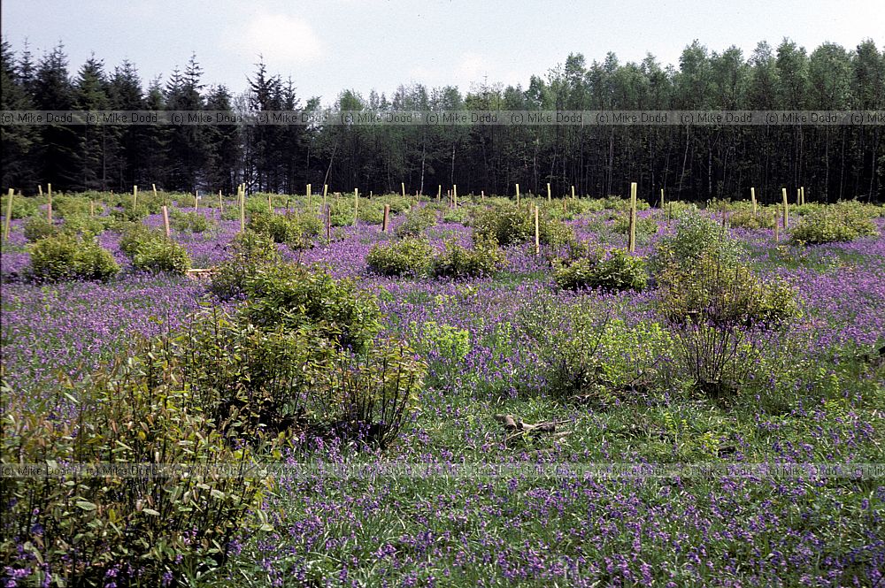 Sweet chestnut coppace with bluebells, Kent