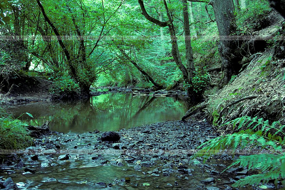Dowles brook Wyre forest