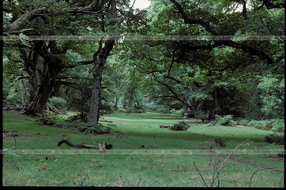 Glade New Forest