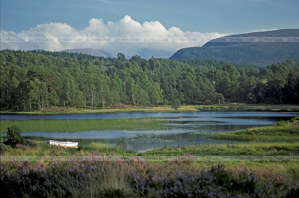 White boat and lochan Rothiemurchas
