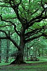 Oak tree New Forest