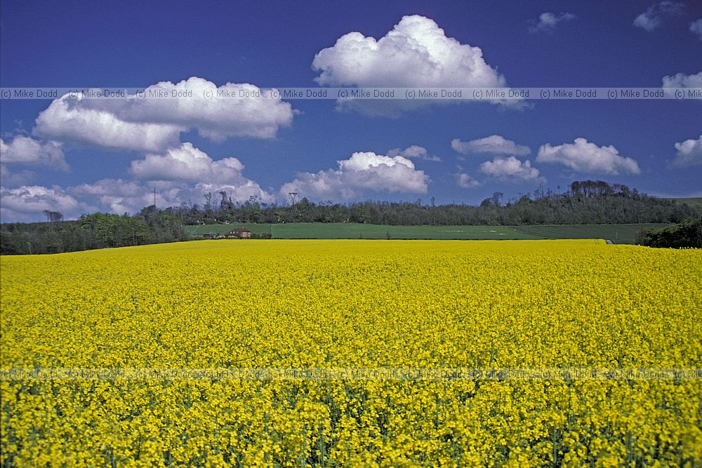 Oilseed rape in flower with blue sky and fluffy white clouds but also woodland behind has been flattened by 1987 hurricane