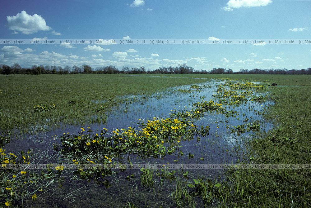 Floodplain grassland, Cricklade