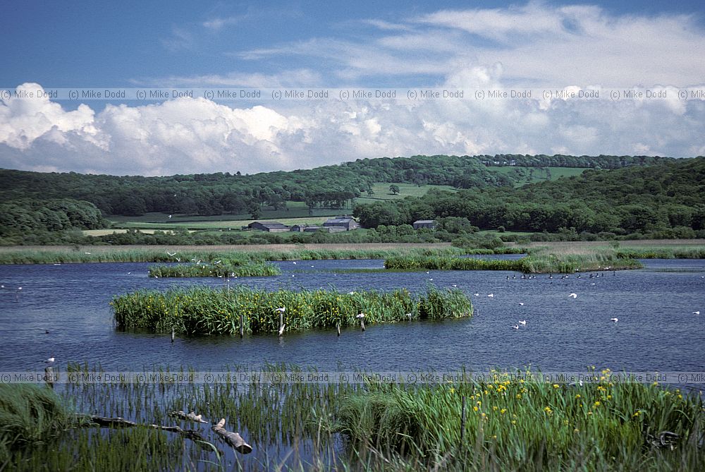 Lake at Leighton moss, Lancashire