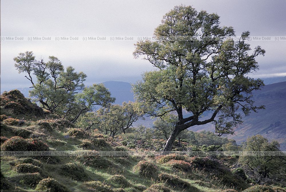 Morrone birkwood, Braemar, Scotland