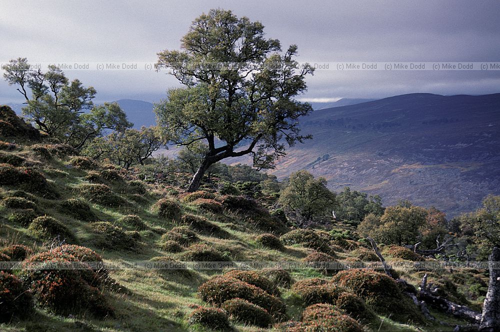 Morrone birkwood, Braemar, Scotland
