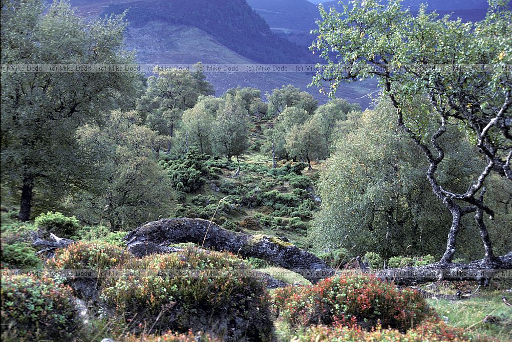 Morrone birkwood, Braemar, Scotland