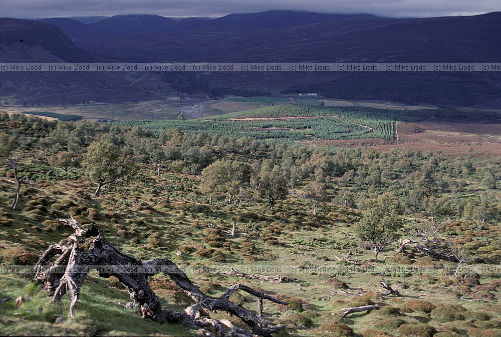 Morrone birkwood, Braemar, Scotland