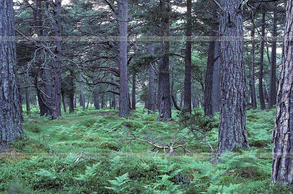 Caledonian pine forest Rothiemurchas, Scotland