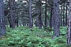 Caledonian pine forest Rothiemurchas, Scotland