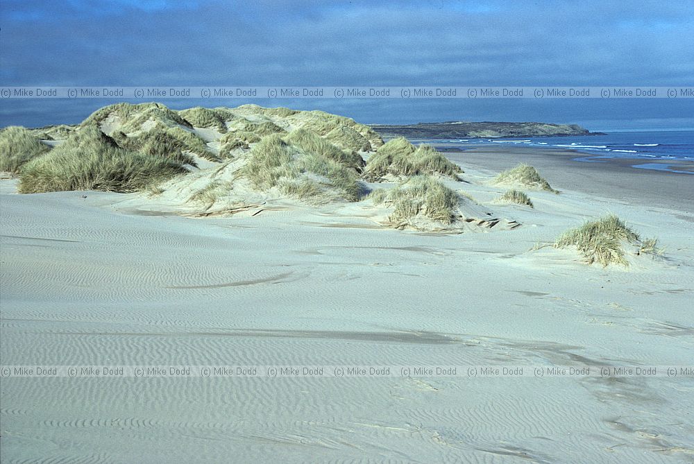 Dunes Sands of Forvie, Scotland