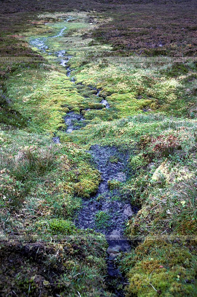 Wet flush, morrone birkwood, Braemar, Scotland