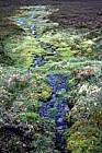 Wet flush, morrone birkwood, Braemar, Scotland