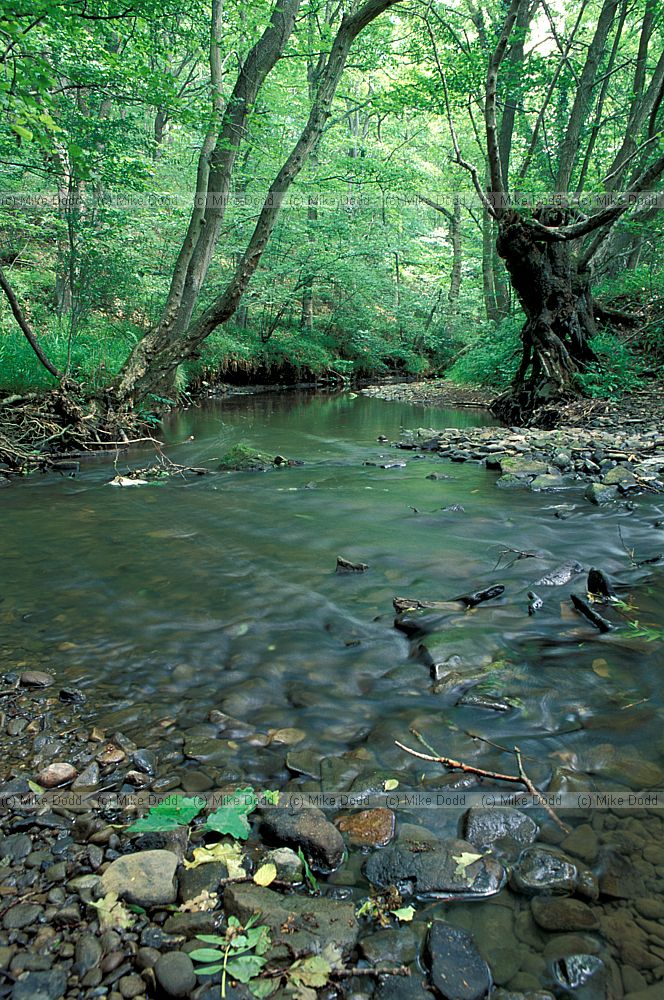 Dowles brook Wyre forest