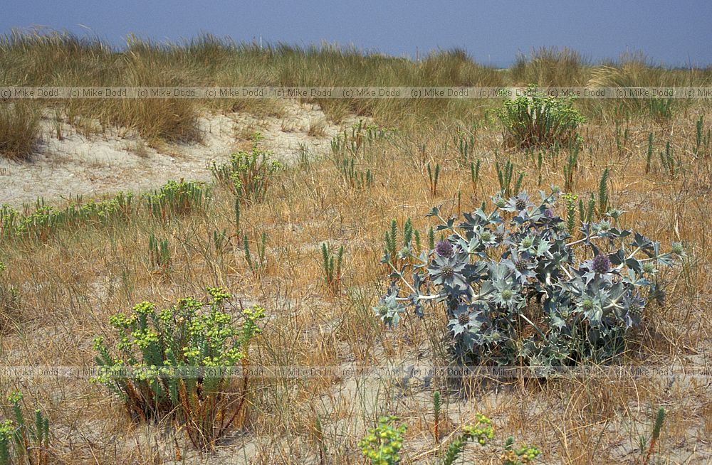 Eryngium maritimum Sea holly and sand dunes with dune species