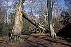 Fallen beech tree Fagus sylvatica storm damaged severe stress in the trunk