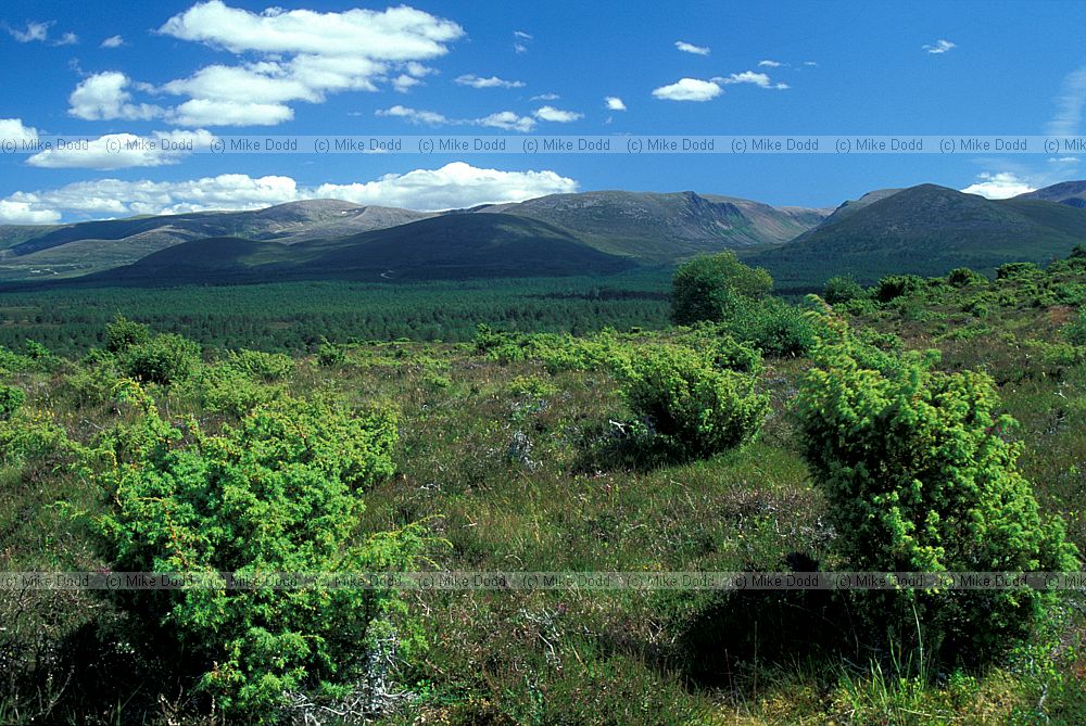 Junipers Upper Tullochgrue, Rothiemurchas, Scotland
