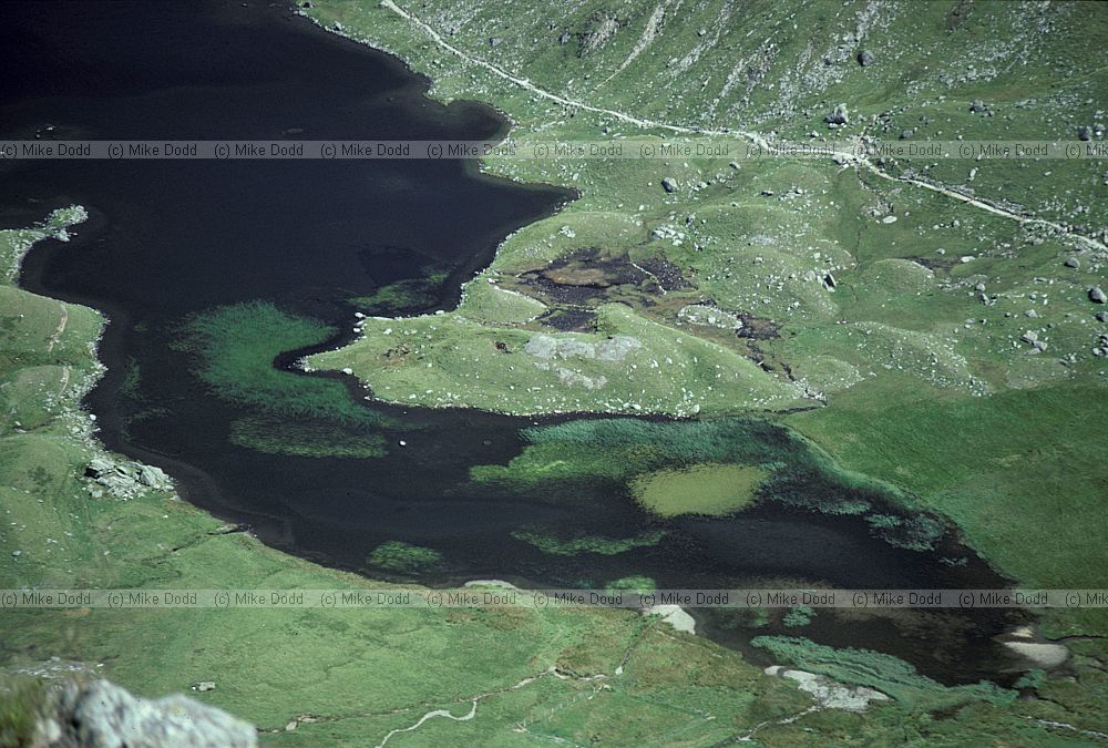 Llyn Idwal and water plants