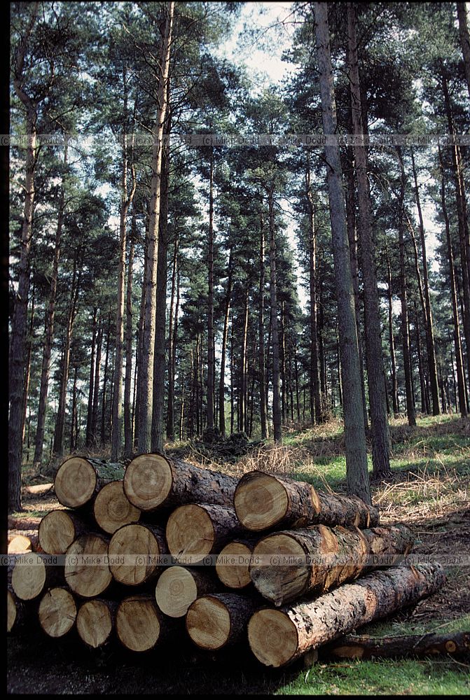 Logs in pine plantation
