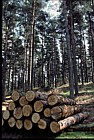 Logs in pine plantation