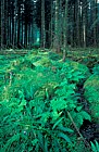 Ferns along drainage ditch in conifer plantation, Scotland