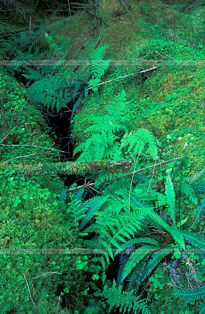 Ferns along drainage ditch in conifer plantation, Scotland