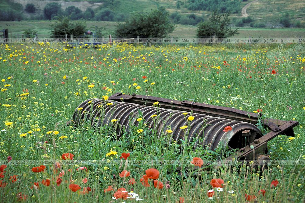 Old roller farm implement, in arable weeds, Chilterns