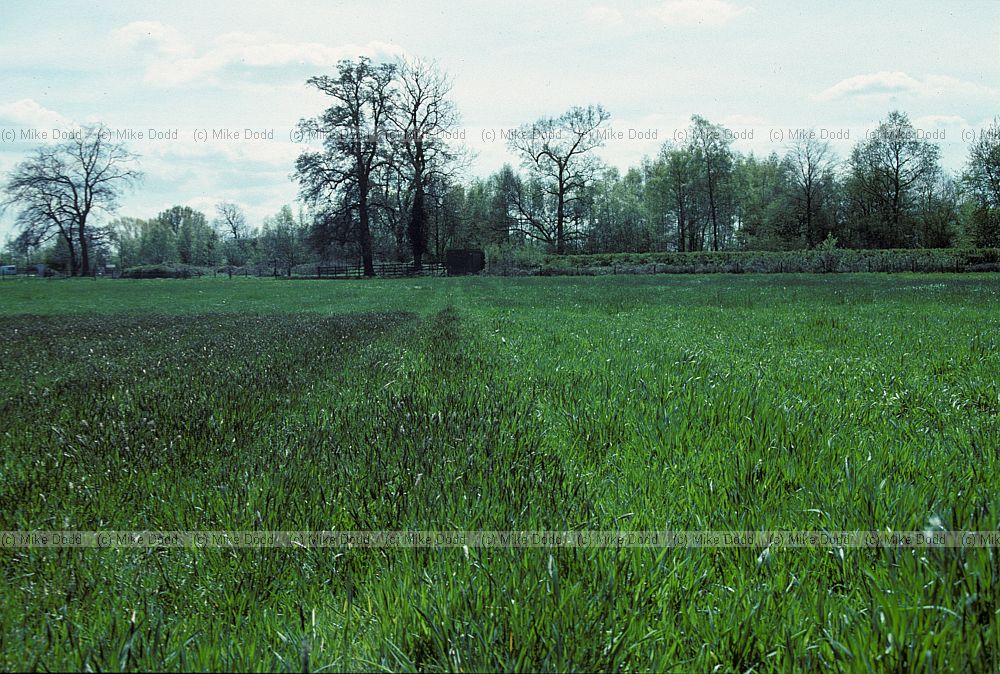 Park Grass Experiment, Rothamstead, Hertfordshire