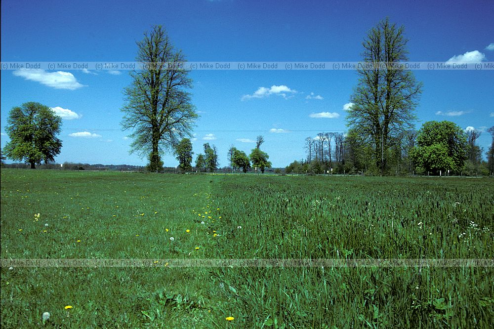 Park Grass Experiment, Rothamstead, Hertfordshire