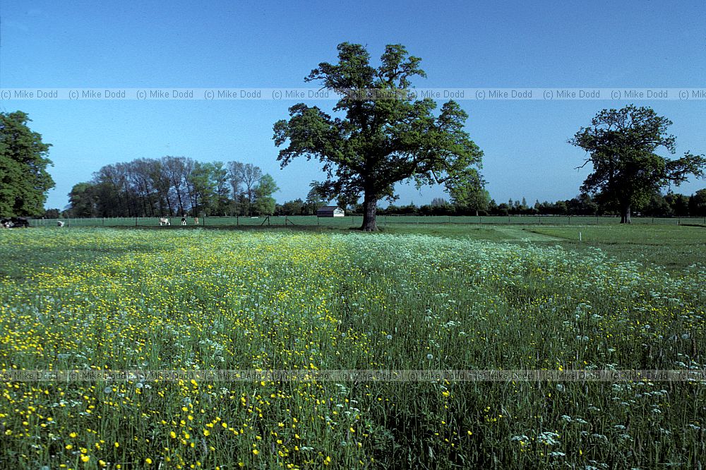 Park Grass Experiment, Rothamstead, Hertfordshire