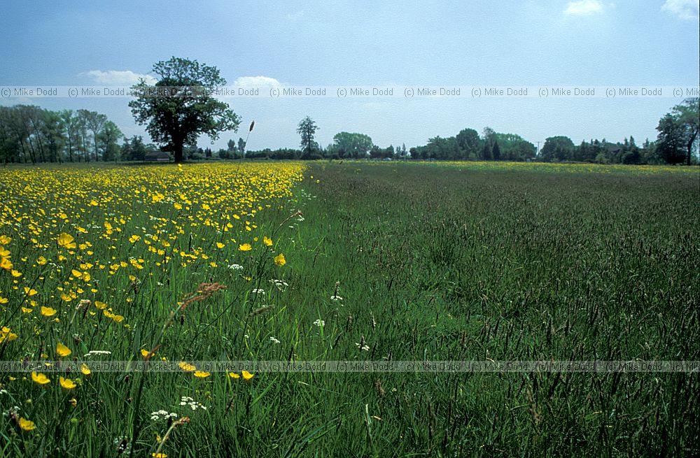 Park Grass Experiment, Rothamstead, Hertfordshire