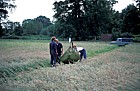 Harvesting, Park Grass Experiment, Rothamstead, Hertfordshire