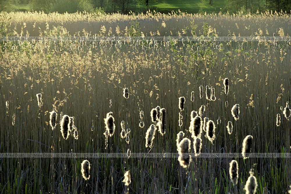 Reedbed Walton Lake, Milton Keynes